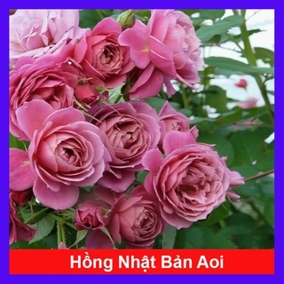 Hoa Hồng Nhật Bản Aoi (hồng bụi)