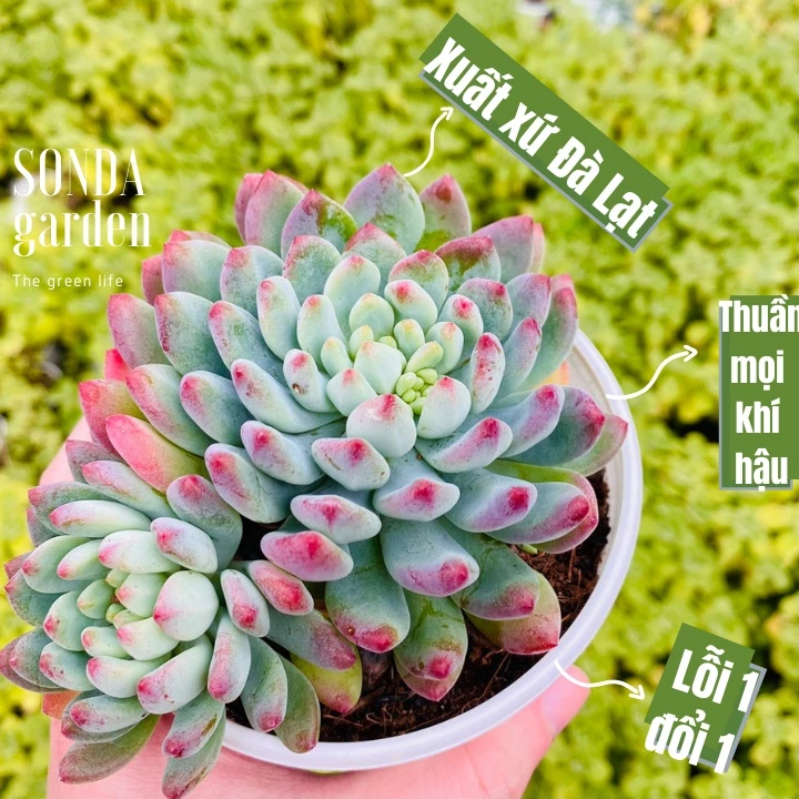 Sen đá hoàng hôn SONDA GARDEN size trung bình 10-12cm, cây cảnh trang trí nhà cửa, lỗi 1 đổi 1