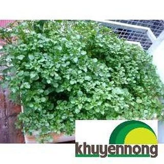 400 hạt giống rau cải xoong