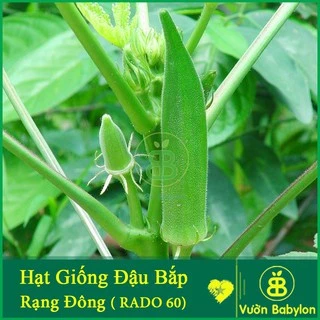 Hạt Giống Đậu Bắp Xanh 20Gr