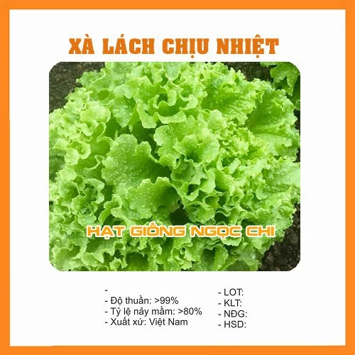 Hạt Giống Rau Xà Lách Chịu Nhiệt - 5Gr