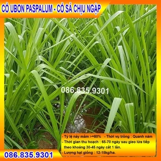 [Rẻ vô địch] HẠT GIỐNG CỎ CHĂN NUÔI UBON PASPALUM - CỎ SẢ CHỊU NGẬP CHẤT LƯỢNG CAO 100G