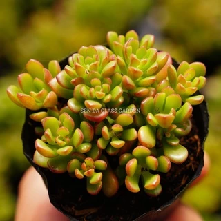 Sen đá Sedum kẹo Đà Lạt GLASS GARDEN nhiều đầu size nhỏ 6-7cm