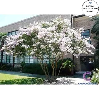 Cây tường vi hoa trắng cao 70-80 cm đang nụ và hoa ( Ảnh thật)..