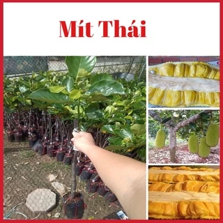 Cây mít thái siêu sớm múi to ngọt thơm 1 năm ra quả (ảnh thật 2 hình cuối )