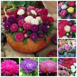 Hạt giống hoa Cúc Đài Loan (50 Hạt)- Dễ Trồng - MUA 3 TẶNG 1 CÙNG LOẠI