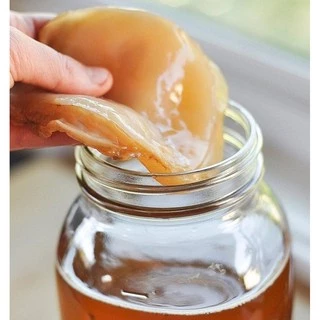 Combo Scoby + Nước mồi làm Trà Kombucha