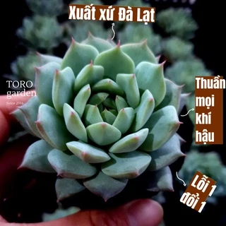 Sen đá tiểu ngọc Đà Lạt size bé cây cảnh trang trí nhà cửa Toro garden