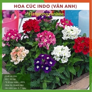 Hạt giống hoa cúc INDO - cúc Vân anh (H003), gói 20 hạt.