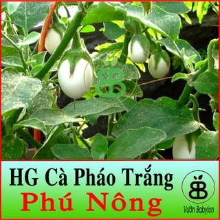 Hạt Giống Cà Pháo Trắng Siêu Giòn, Năng Suất Cao