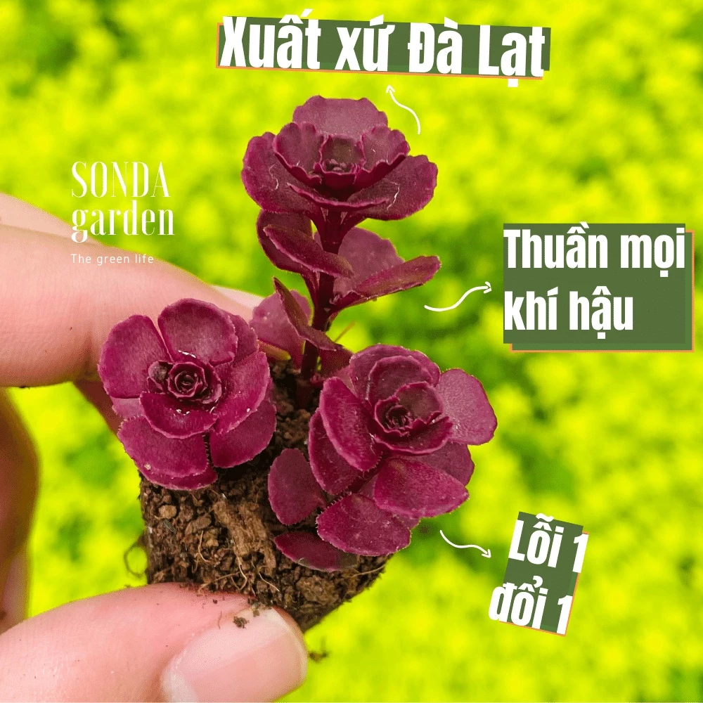 Sen đá sedum huyết long SONDA GARDEN size mini 2,5-4cm, cây cảnh trang trí nhà cửa, lỗi 1 đổi 1