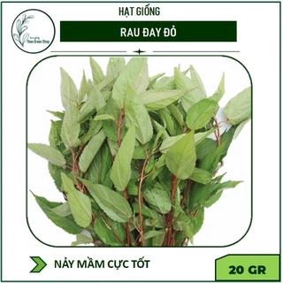 Hạt giống Rau Đay Đỏ 10 gr