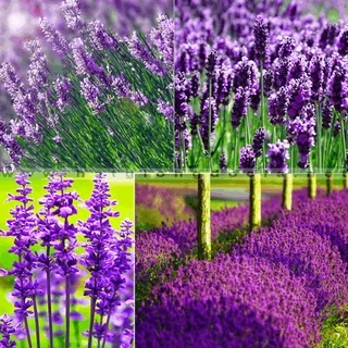 Hạt giống hoa oải hương (hoa lavender) - rau củ quả trồng chậu, sân vườn ban công nảy mầm cao 100 hạt