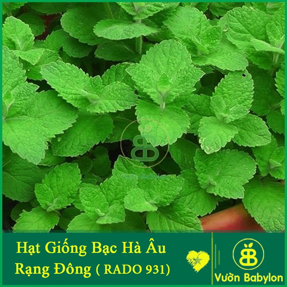 Hạt Giống Rau Húng Lủi (Bạc Hà Âu) 0,2G