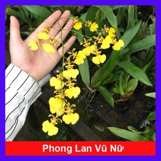 Lan Vũ Nữ - cây cảnh trong nhà - caykiengsadec