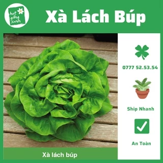 Hạt giống Xà Lách Búp Rado 45 (5gr)