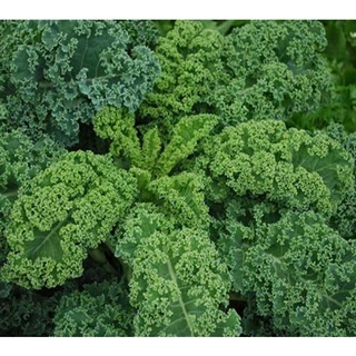 #Hạt_Giống_Cải_Kale ( Xanh + Tím ) ( tặng kích mầm )