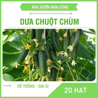 Hạt Giống Dưa Chuột Chùm Siêu Trái F1 Năng Xuất Gói 0.5G 20 Hạt - Khu Vườn Ban Công