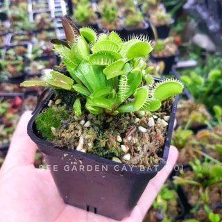 Cây bẫy kẹp, cây bắt mồi, cây bắt ruồi venus flytrap