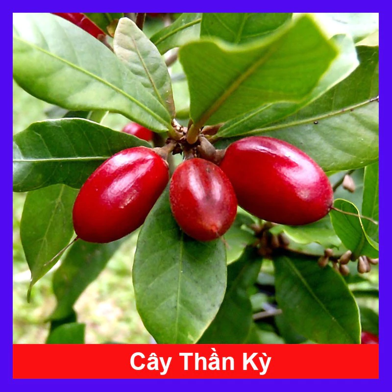 Cây thần kỳ - có chức năng làm thay đổi vị giác - caykiengsadec