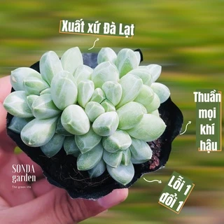 Sen đá kim cương trắng bụi SONDA GARDEN size bé 4-5cm, cây cảnh trang trí nhà cửa, lỗi 1 đổi 1