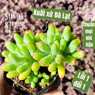 Sen đá thạch ngọc mĩ SONDA GARDEN size bé 5-8cm, cây cảnh trang trí nhà cửa, lỗi 1 đổi 1