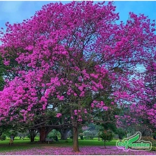 cây giống phong linh tím vàng