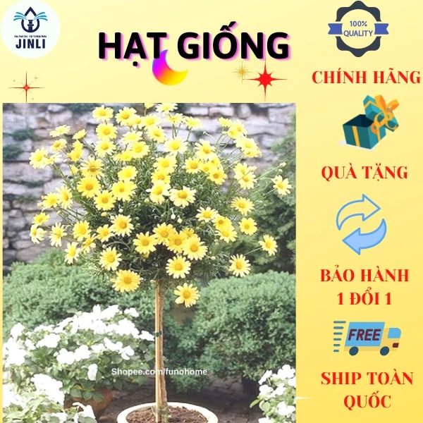 Hạt giống hoa cúc thân gỗ - cúc trường thọ