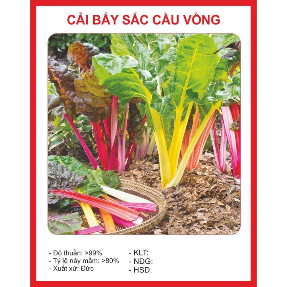 Hạt Giống Cải Cầu Vồng - Cải 7 Sắc 50 Hạt hạt giống bốn mùa