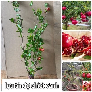 Cây lựu Ấn Độ cao 70-80cm mua 5 cây tặng 1 cây ( hình thật )