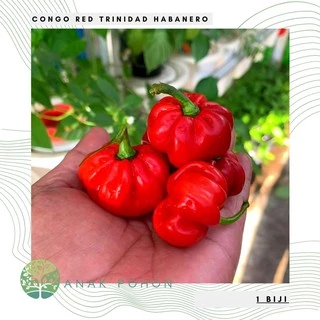 Hạt giống ớt đỏ Habanero Trinidad Congo 15h