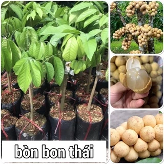 Cây bòn bon thái chuẩn cao 60-70cm mua 5 cây tặng 1 cây ( hình thật )