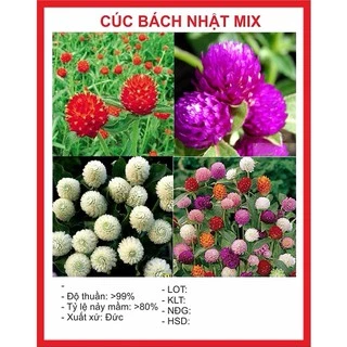 Hạt Giống Hoa Cúc Bách Nhật 200 Hạt