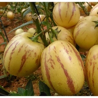 SALE 1K - Hạt Giống Dưa Hấu Pepino (20 Hạt) - Giàu Dinh Dưỡng , Năng Suất Cao