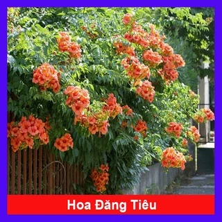 Cây hoa đăng tiêu - Cây cảnh sân vườn - caykiengsadec