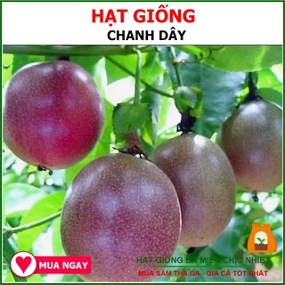 Hạt Giống Chanh Dây Rạng Đông 0.2gram