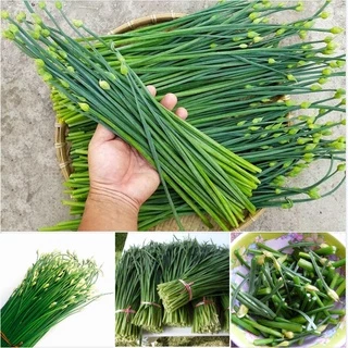 Hạt Giống Rau Gia Vị  Hẹ Ăn Bông - 1 gram KNS2339