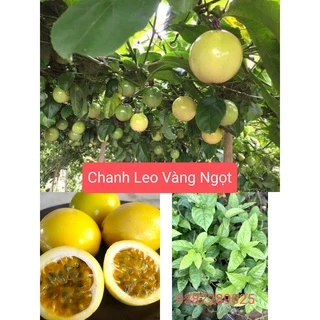 Cây chanh leo vàng ngọt- cho sai quả ảnh thật số 2