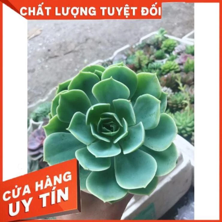 Sen đá xanh đất kèm chậu sứ Nhiều Người Mua