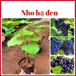 Cây nho hạ đen (nho không hạt) trồng được cả 3 miền