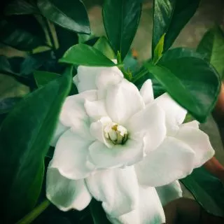 [Cây giống hoa] Lài Tiểu Thơ (hương thơm ngọt ngào) - CayGiongTot