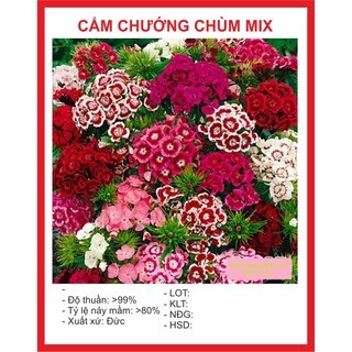 Hạt giống Hoa Cẩm Chướng Chùm 100 Hạt