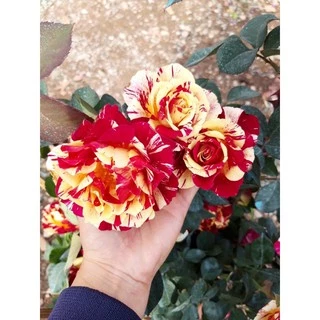 cây hoa Hồng Maurice Utrillo rose