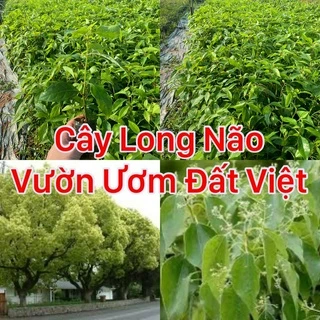 Cây giống Long Não cây cao 20 -25cm ( mua 10 cây tặng 1)