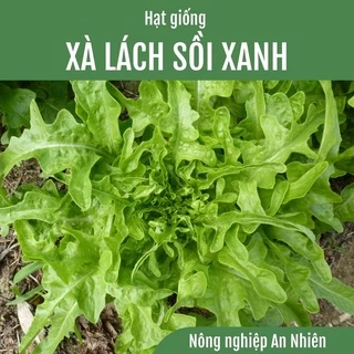 1000 Hạt giống Xà lách sồi xanh OAK Green Leaf bổ dưỡng, trồng quanh năm