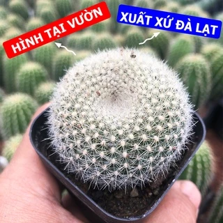 Xương Rồng LÔNG THIÊN NGA Hàng Hạt Size 5.5cm, 1 Đổi 1 (Xương Rồng Nhật Tân)