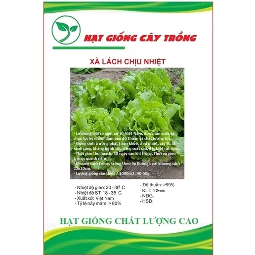 Hạt giống rau xà lách chịu nhiệt CT102 - Gói 5gram