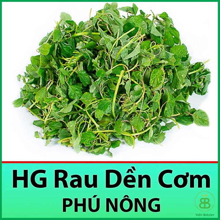 Hạt Giống Rau Dền Cơm 10Gr Dễ Trồng, Dinh Dưỡng Cao