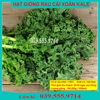 Hạt Giống  Rau Cải Xoăn KALE - Dễ Trồng Chậu Năng Suất Cao, Chứa Hàm Lượng Dinh Dưỡng Cao