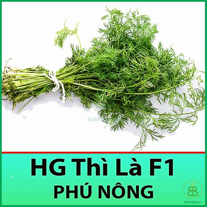 Hạt Giống Rau Thì Là 5Gr Dễ Trồng, Năng Suất Cao